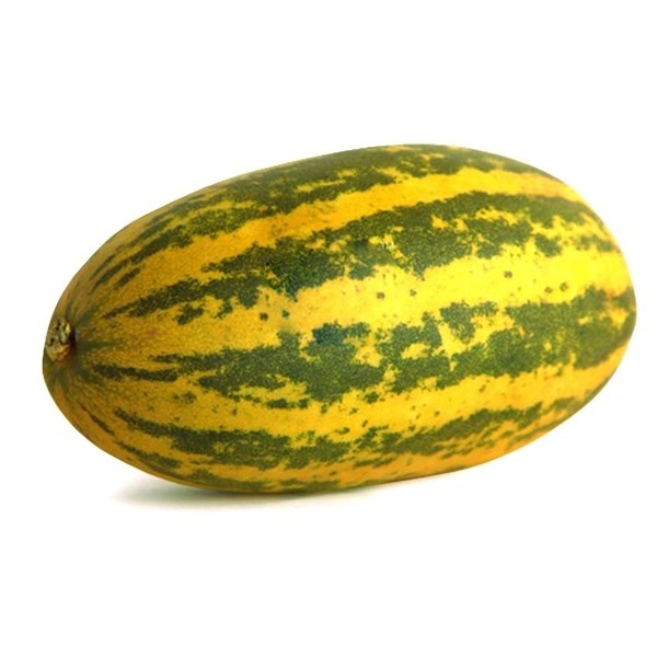 Cucumber Samber - 1 Pc