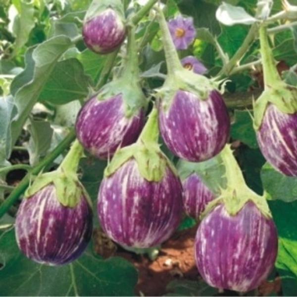Brinjal - 1 Kg
