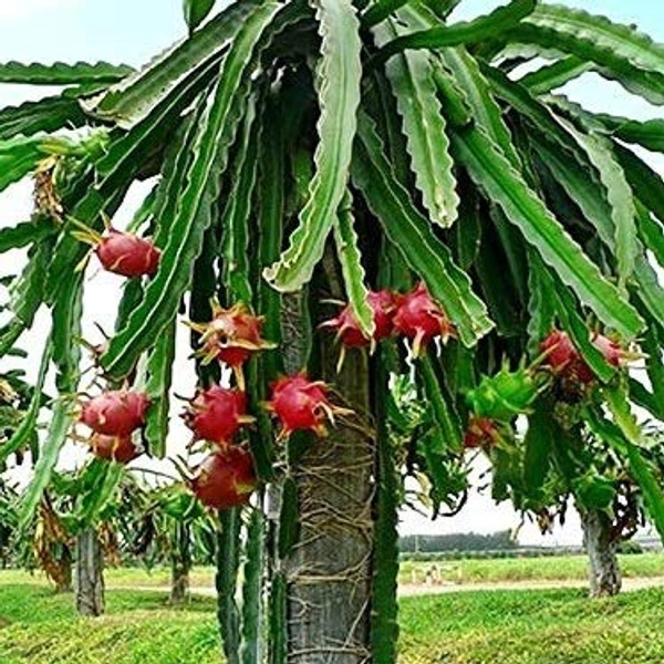 Dragon Fruit - 1 Pc