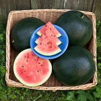 Watermelon - 1 Pc