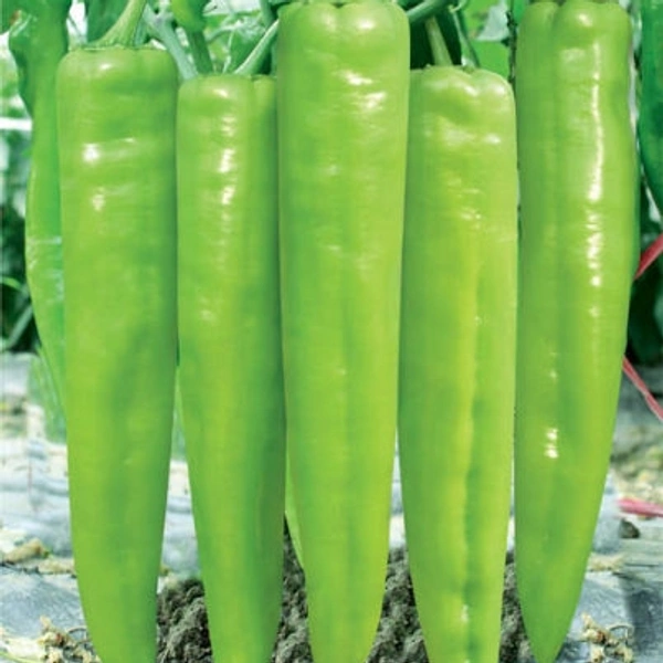 Light Green Chillie - Light Green Chillie