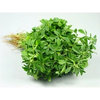 Methi Leaves - 1 Bundle