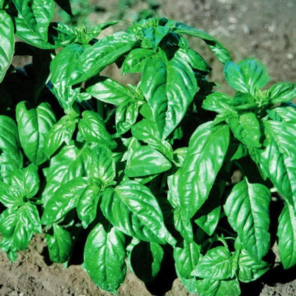 Basil Leaves - 100 Gm