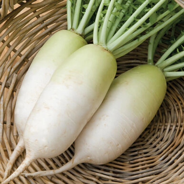 Radish - 2 Pc
