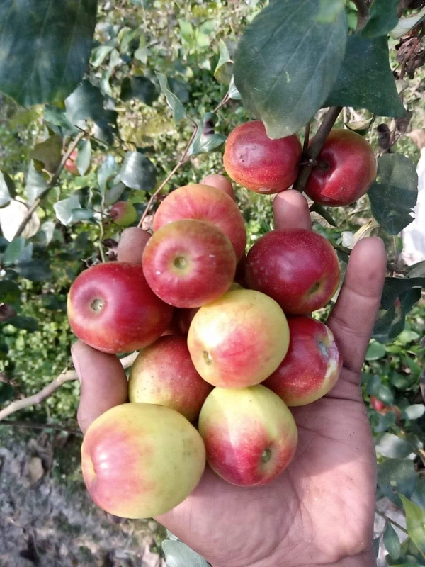 Grafting Plant House  Ball Sundari Ber Plant  - All Sizes Are Available
