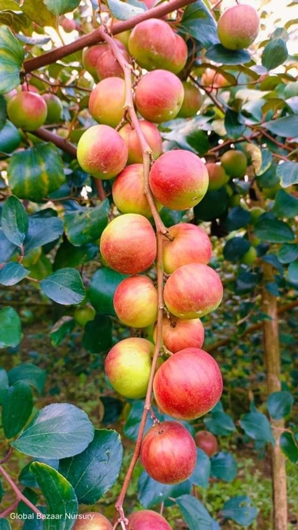 Grafting Plant House  Ball Sundari Ber Plant  - All Sizes Are Available