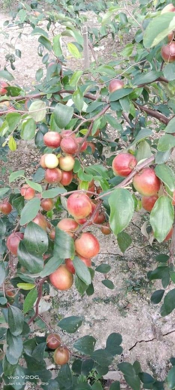 Grafting Plant House  Ball Sundari Ber Plant  - All Sizes Are Available
