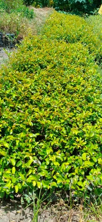 Grafting Plant House  Ball Sundari Ber Plant  - All Sizes Are Available