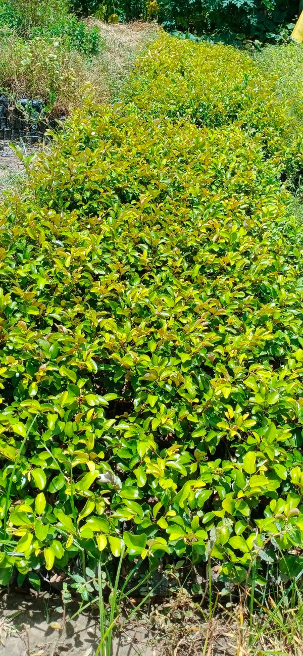 Grafting Plant House  Ball Sundari Ber Plant  - All Sizes Are Available