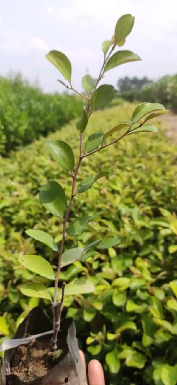 Grafting Plant House  Ball Sundari Ber Plant  - All Sizes Are Available