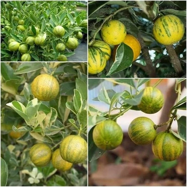 Plants 