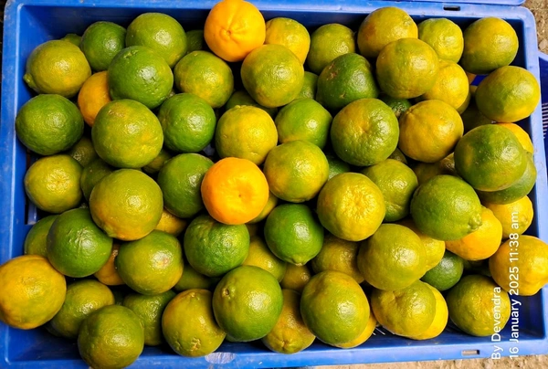Orange (संतरा) - 2kg
