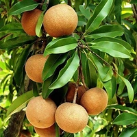 Sapta Chiku  ( चीकू )