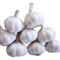 Garlic ( लहसून )