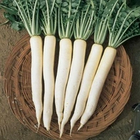 Radish Muli  ( मूली  )