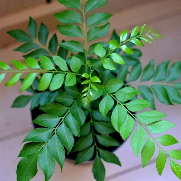 Kadi Patta , Meethi Neem  ( मीठी नीम )