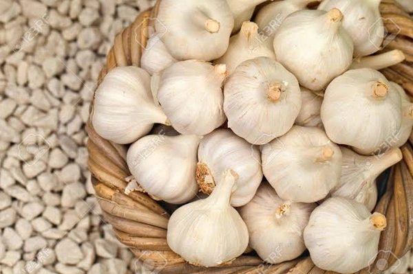 Garlic