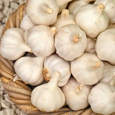 Garlic