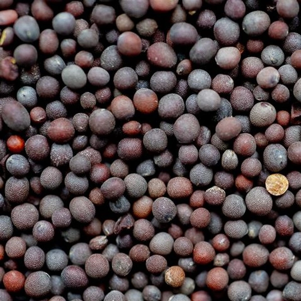 MG Mustard Fine 200g