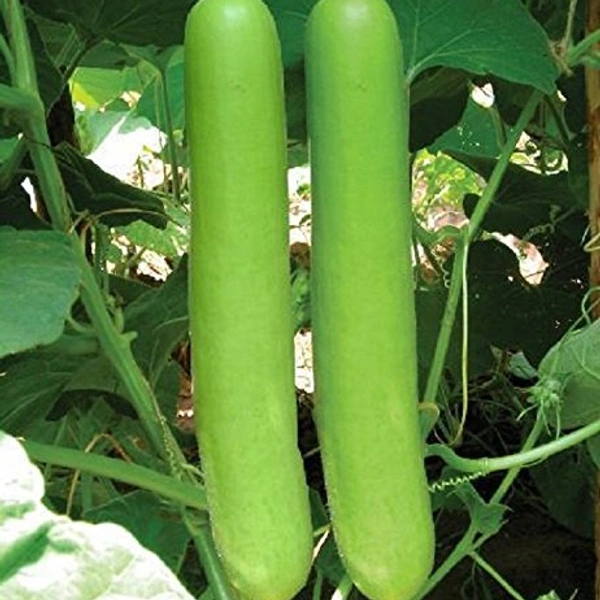 Ghiya 500 Gram