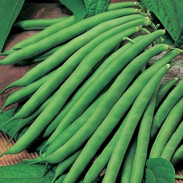 Beans French 250g