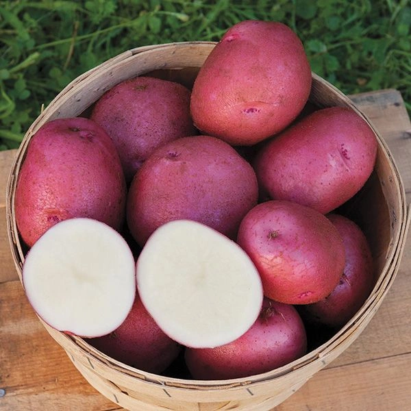 Red Potato 1 Kg 