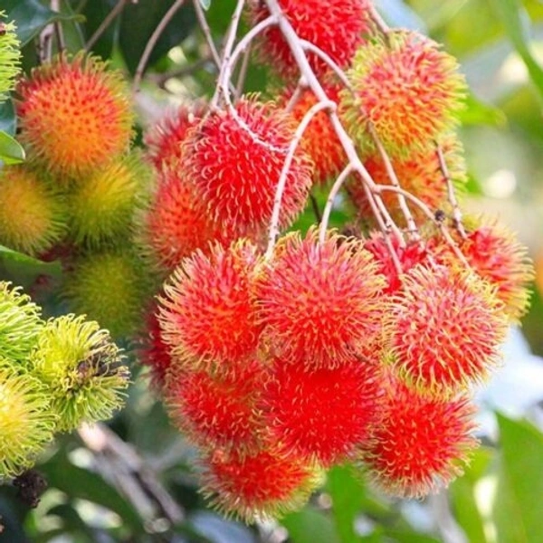 Rambutan Jam  - Wild Watermelon, 350 500gm 1kg