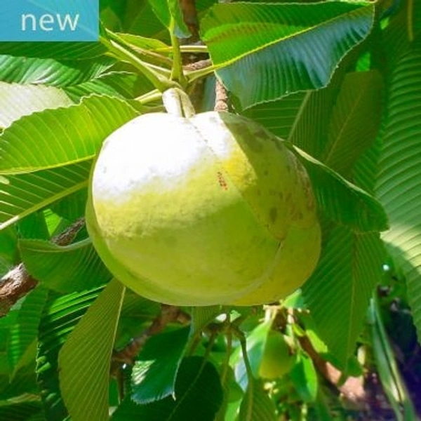 Grewia Fruit Jam  - Japanese Laurel, 500gm 4kg 750gm