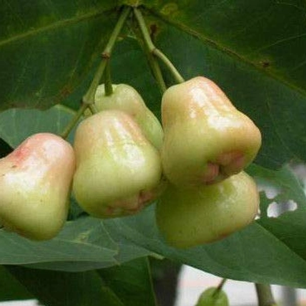 Nashi Pear Juice - White, 500ml 2litre