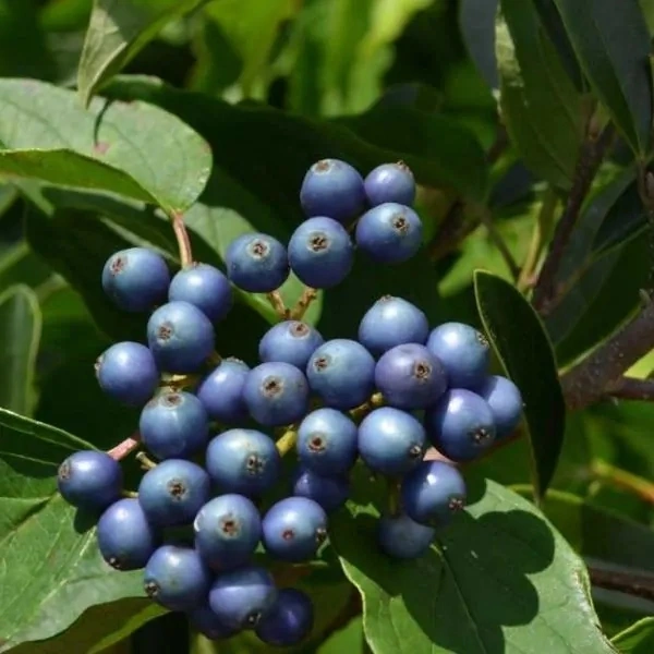 Dogwood Berry - Nutmeg Wood Finish, 750gm500gm1kg