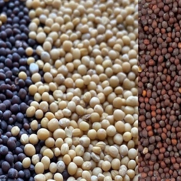 Mustard (Avalu)50 Grams