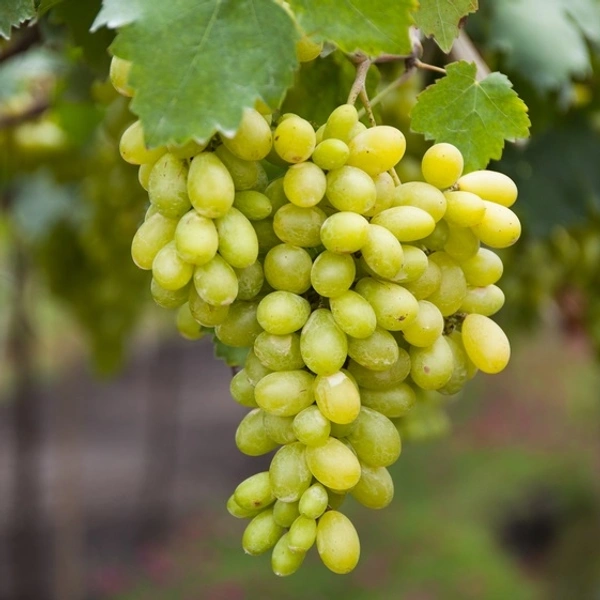 Grapes - Green Sonaka - 250