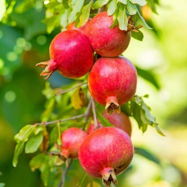Pomegranate (Anar) - 2 Pcs Approx 250g300g