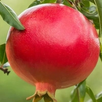 Pomegranate (Anar) - 2 Pcs Approx 250g300g