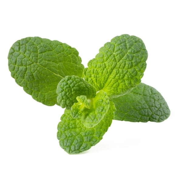 Mint Pudina - 50g