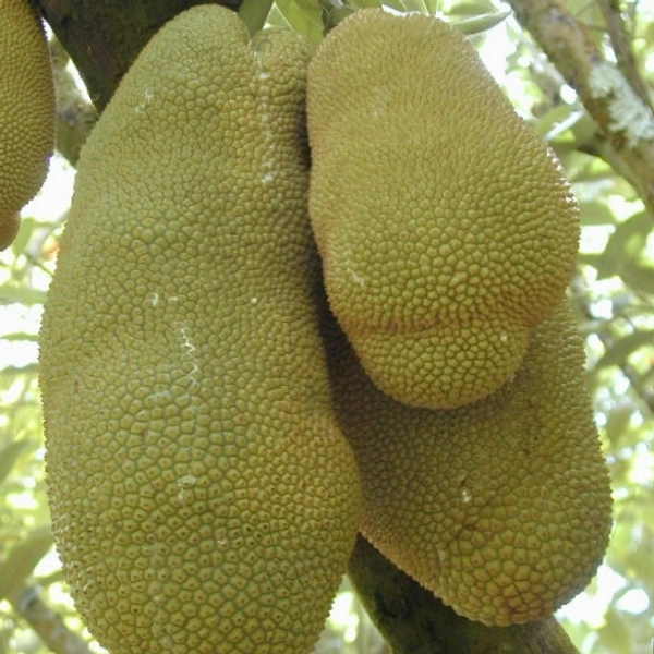 Jackfruit  - 500