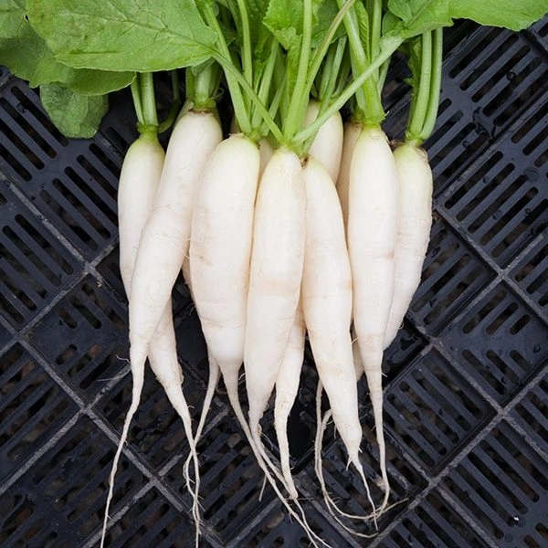 Radish White  - 1kg