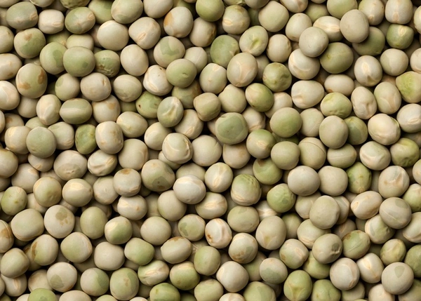 Patcha Pattani - 250G