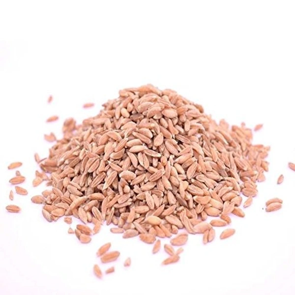 Samba Wheat - 100G