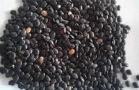 Kolath Dal - 1kg.
