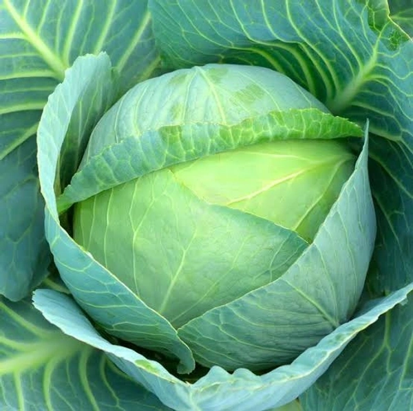 Cabbage (বাঁধাকপি) - Per Piece
