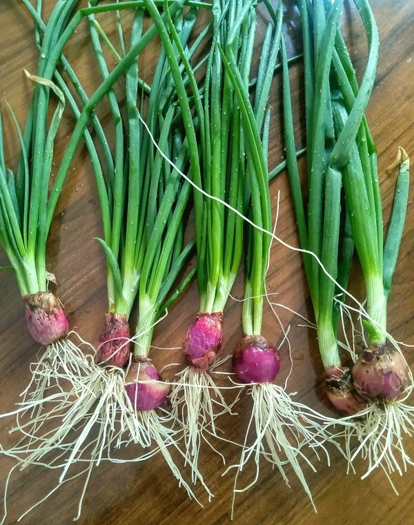 Spring Onion (পেঁয়াজ কলি) - 500g 