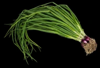 Spring Onion (পেঁয়াজ কলি) - 500g 