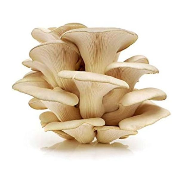 Mushroom Oyester - 200gm
