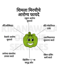 Shimla Mirchi / Capsicum - 500g