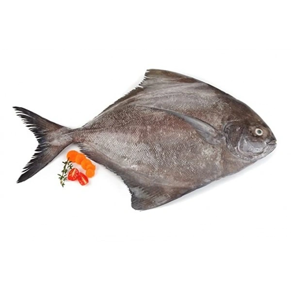 Halwa Paplet Fish - 500g