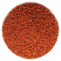 Aliv Seeds | Haleem Seed  - 100g