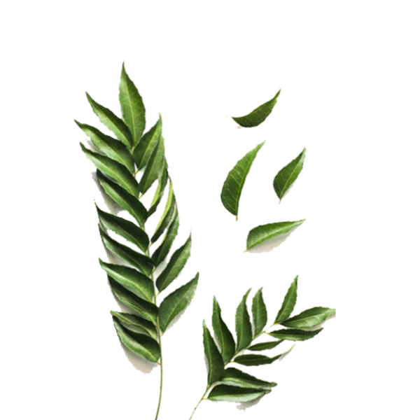 Curry Leaves (करी पत्ते) - 1Bunch
