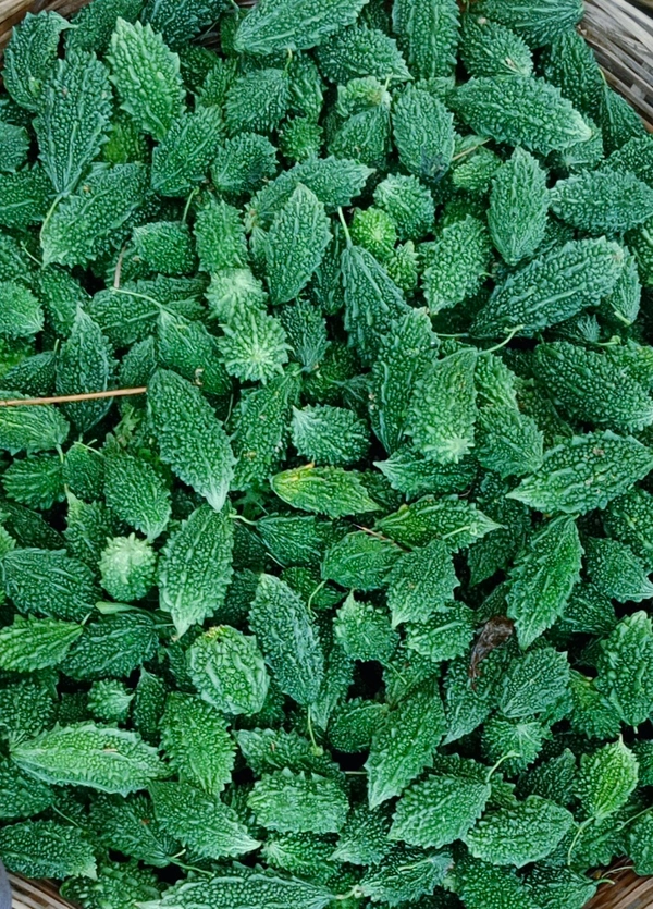 Karela Haf Kg 
