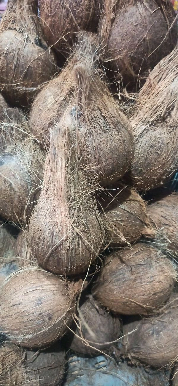 Nariyal (Suka Nariyal) - 1pcs